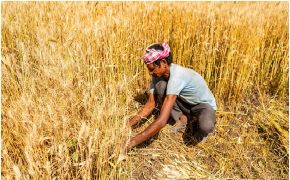 India Permits Limited Wheat Exports in 2026 Following Ban